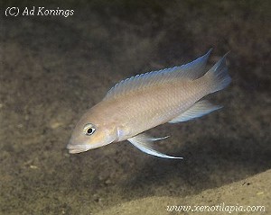 Neolamprologus mondabu Kambwebwe
