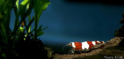 Caridina logemanni
