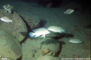 Neolamprologus mondabu