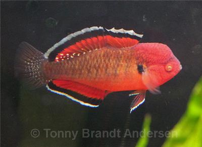 Hypseleotris compressa
