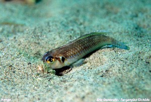 Lamprologus ocellatus