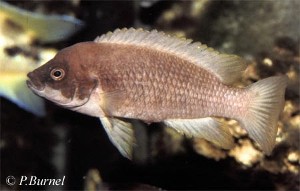 Neolamprologus mustax