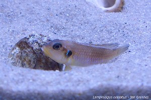 Lamprologus ocellatus