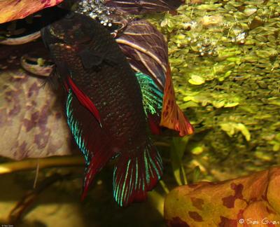 Giant betta splendens med skumrede fyldt af æg