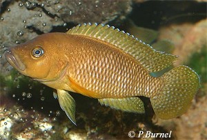 Neolamprologus niger
