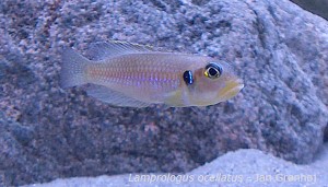 Lamprologus ocellatus