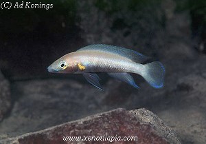 Neolamprologus nigriventris Kiku