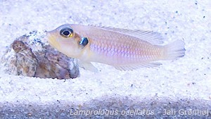 Lamprologus ocellatus