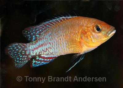 Pseudocrenilabrus nicholsi