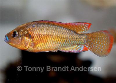Pseudocrenilabrus multicolor victoriae