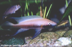 Neolamprologus nigriventris