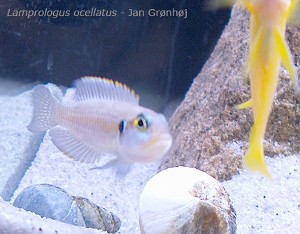Sur lamprologus ocellatus