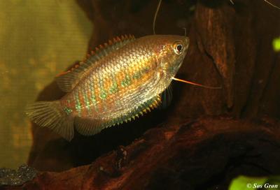 Trichogaster labiosa Hun