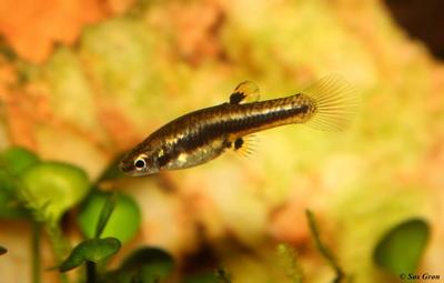 Heterandria formosa hun
