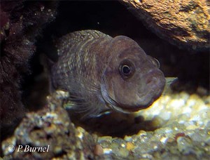 Neolamprologus obscurus