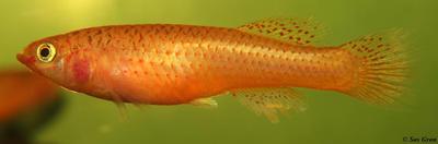 Fundulopanchax gardneri nigerianus ´misaje gold Hun