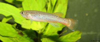 Fundulopanchax gardneri nigerianus Hun