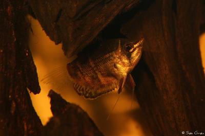 Sphaerichthys osphromenoides
