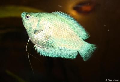Sky blue Trichogaster lalius hun
