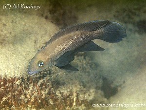 Neolamprologus pectoralis Tembwe Deux