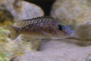 ornatipinnis han