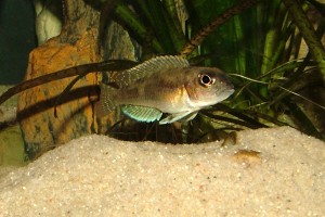 ornatipinnis hun