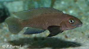 Neolamprologus pectoralis