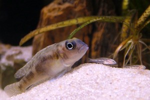 ornatipinnis hun med yngel
