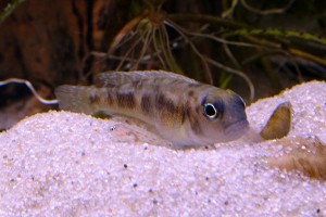 ornatipinnis hun med yngel