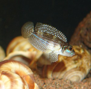 L. stappersii han i imponere-positur