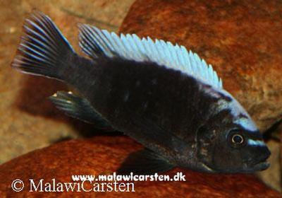 Cynotilapia sp. "Maleri"