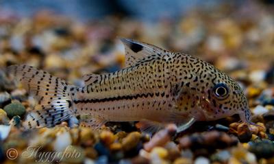 Corydoras trilineatus