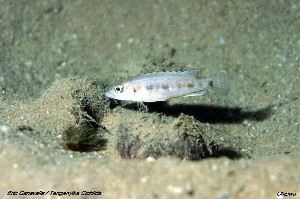 Lepidiolamprologus sp. boulengeri complex