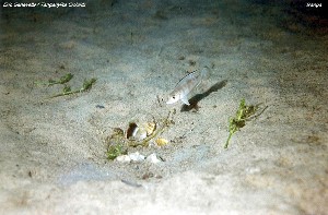 Lepidiolamprologus sp. boulengeri complex
