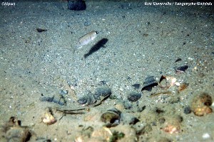 Lepidiolamprologus sp. boulengeri complex