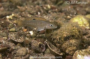 Lepidiolamprologus hecqui Mbita