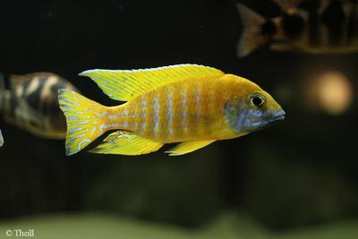 Aulonocara baenschii han