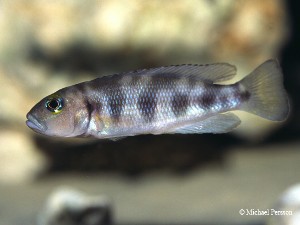 Lepidiolamprologus hecqui