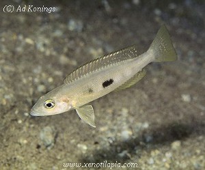 Lepidiolamprologus meeli Kipili