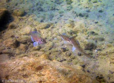 Xenotilapia spilopterus