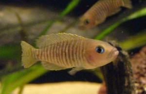 Multifasciatus