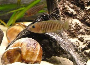 Multifasciatus