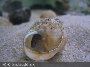 Multifasciatus i sneglehus