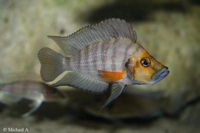 Altolamprologus compressiceps