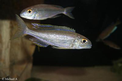 Lestradea perspicax