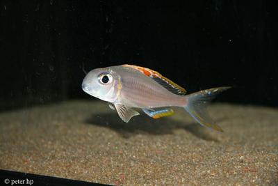 Xenotilapia sp. "red princess"
