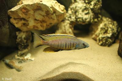 Mylochromis gracilis
