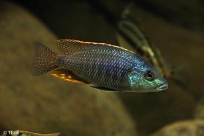 Protomelas similis, Chiofu