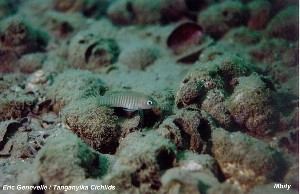Neolamprologus multifasciatus