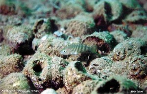 Neolamprologus multifasciatus